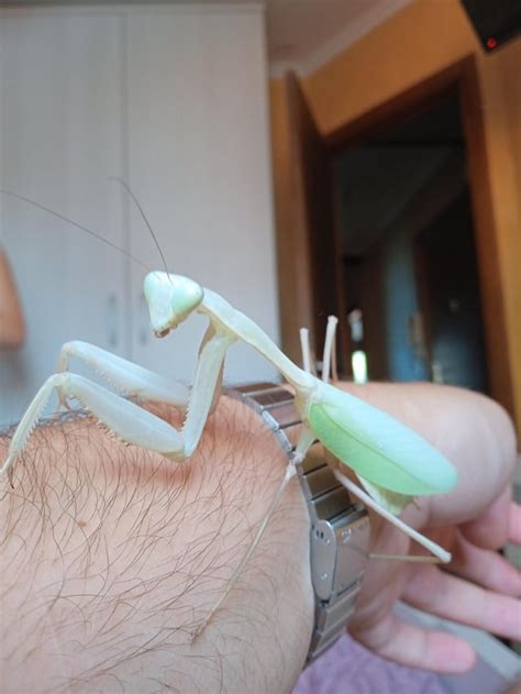 mantis nsfw|Wild mantis hunting in the rose garden (NSFW) : r/mantids